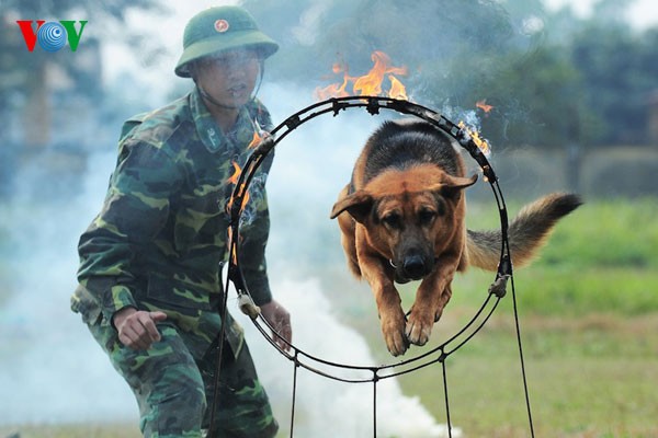 Có lên Trường Trung cấp huấn luyện chó nghiệp vụ thuộc Bộ Tư lệnh Bộ đội Biên phòng - Hà Nội, chứng kiến công tác huấn luyện, nói chuyện với các học viên, huấn luyện viên và Ban giám hiệu nhà trường mới thấu hiểu nỗi gian khổ, trong môi trường huấn luyện này. Đây là trường duy nhất của quân đội huấn luyện chó nghiệp vụ phục vụ công tác chiến đấu, bảo vệ an ninh quốc phòng. Được thành lập năm 1959, trường đã cung cấp hàng ngàn huấn luyện viên, chó nghiệp vụ cho các đơn vị lực lượng vũ trang. Không chỉ giúp các đơn vị trong ngành tham gia chiến đấu bảo vệ các mục tiêu quân sự, đấu tranh phá án ma túy xuyên quốc gia, những chú chó nghiệp vụ cùng các huấn luyện viên của chúng còn tham gia các hoạt động cứu hộ cứu nạn, phát hiện nạn nhân bị vùi lấp trong các trận sạt lở núi như Bản Vẽ , Yên Cờ... và gần đây nhất là vụ sạt lở tại QL 6 tháng 2/2012.